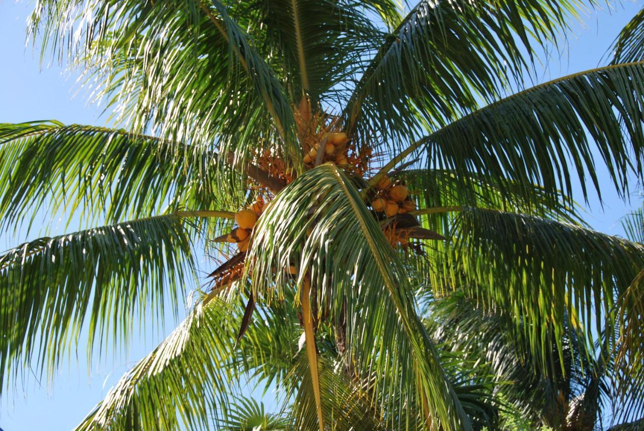 Mapache Hostel & Camping Holbox  Eksteriør bilde